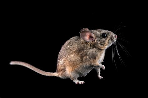 Desert Woodrat Neotoma Lepida Joel Sartore