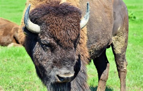 Bison Buffalo Horns American - Free photo on Pixabay - Pixabay