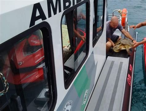 Tartaruga doente é resgatada próxima à Ilha Anchieta em Ubatuba SP