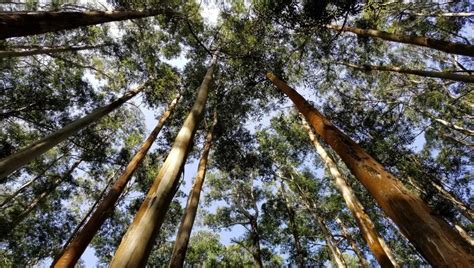 Planta y plata En una década industria forestal puede generar ingresos