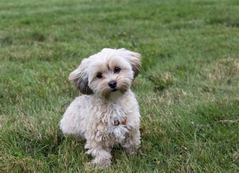 Morkie Dog Breed Health and Care | PetMD