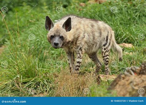 Brown Hyena Walking in the Nature Looking Habitat in Zoo Stock Photo - Image of captivity ...