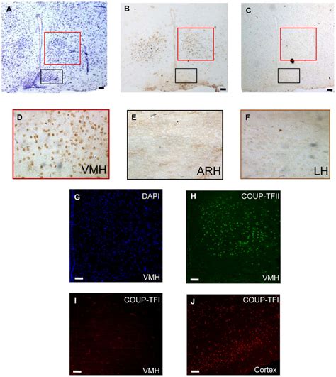 Coup Tfii Protein Expression In Adult Mouse Ventromedial Hypothalamus