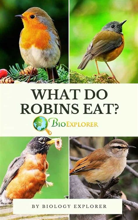 What Do Robins Eat Robins Diet By Types What Eats Robins