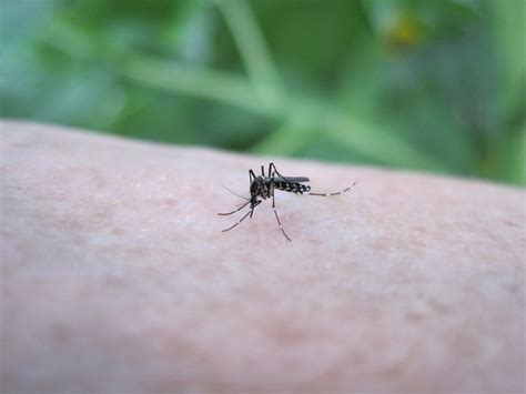 Invasive Mosquitoes On the Rise - Ridge View Echo