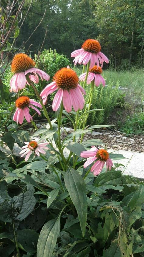 Echinacea Seeds — Southern Seed Garlic