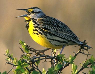 Kansas State Bird Western Meadowlark | State Birds