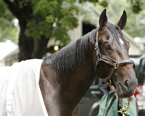 Cozmic One Zenyatta Horse Beautiful Horses English Horse