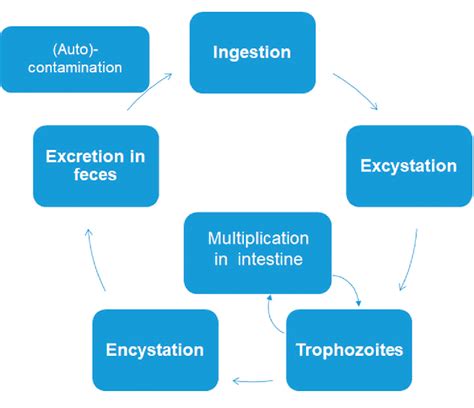 Simplified Biological Cycle Of Giardia Lamblia Entamoeba Histolytica Download Scientific