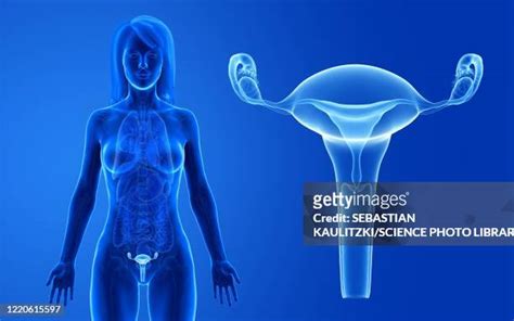 Ovary Photos And Premium High Res Pictures Getty Images