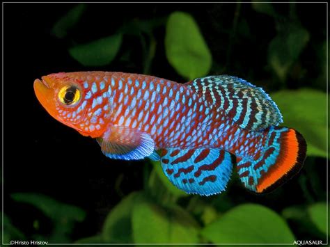 Top 10 des plus beaux poissons d’eau douce | Maganimal