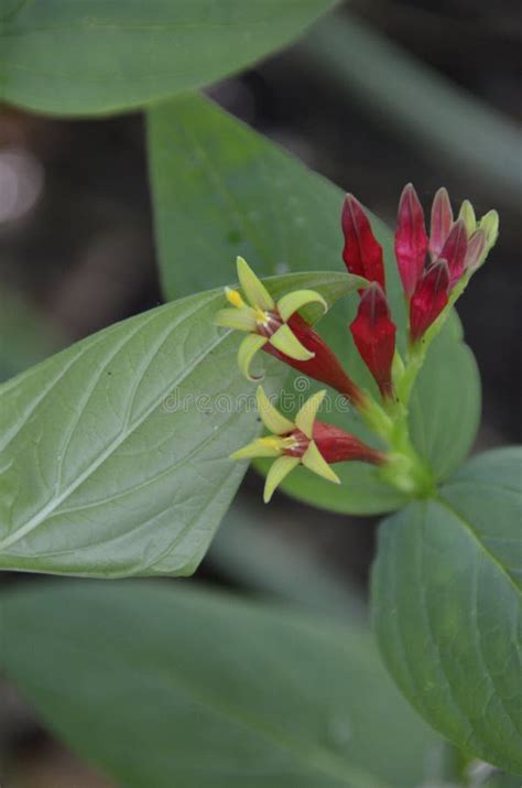 Red Buckeye Flower stock image. Image of outdoors, flowers - 71045219