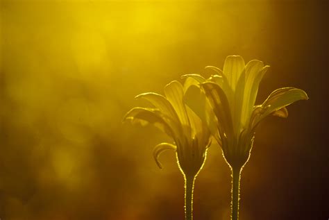 Free Images Nature Branch Dew Light Bokeh Sky Sun Sunset