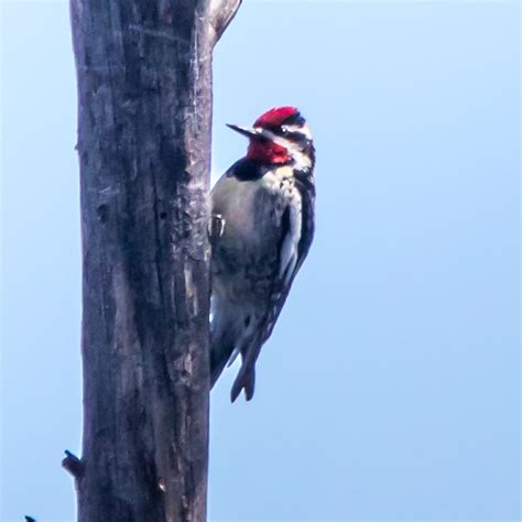 Red Naped Sapsucker Sphyrapicus Nuchalis Warner Point Tr Flickr