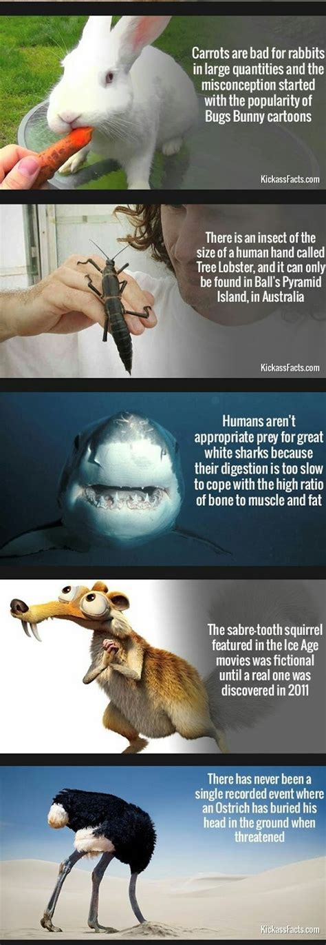 These crazy animal facts will leave you bordered