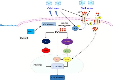 Frontiers Research Progress On The Physiological Response And