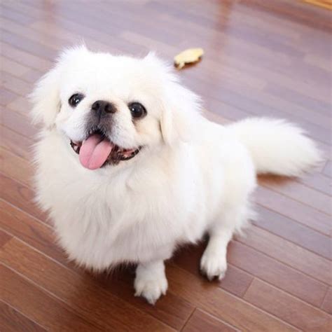 15 Realities That New Pekingese Owners Must Accept Artofit