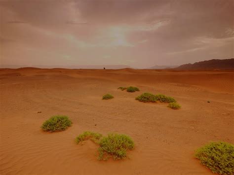 Sahara Desert Facts