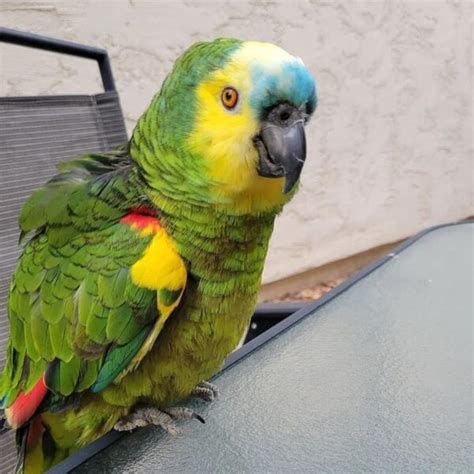 Blue Fronted Amazon Parrot - Talking Parrots