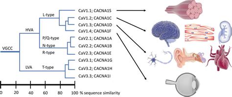 L-Type Calcium Channels: Structure and Functions | IntechOpen