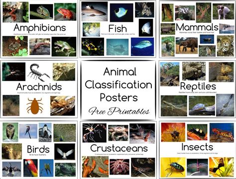 Animal Classification Posters And Games Free Printables Animal