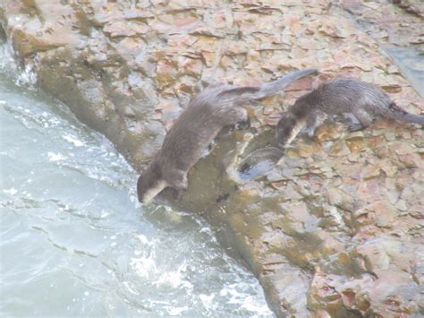 River Otters In - Free photo on Pixabay - Pixabay