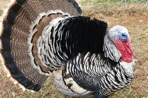 TOP 5 Heritage Turkey Breeds in the US - ChickenMag