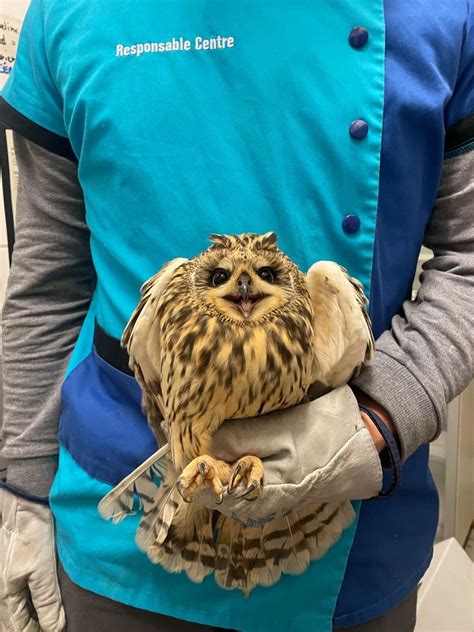 Nouvelles des oiseaux par mail LPO Auvergne Rhône Alpes