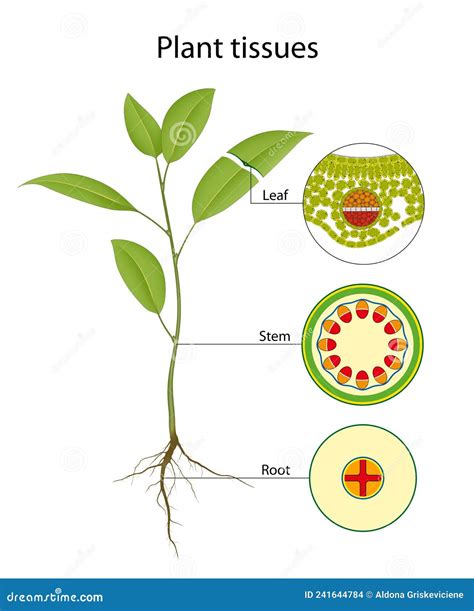 Types Of Tissue In Plants Stock Illustration Illustration Of Floral