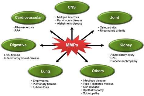 Ijms Free Full Text Matrix Metalloproteinases In Non Neoplastic