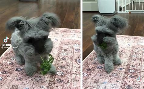 Conejo De Angora Inglés Es Confundido Con Un Perro En Tiktok Grupo Milenio