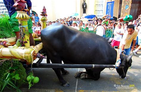 The Carabao Festival in Bulacan - Where Carabaos Kneel in Front of the ...