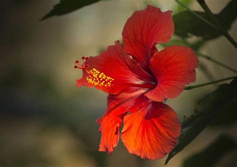 How To Make Potting Soil For Hibiscus Step By Step Guide House Grail