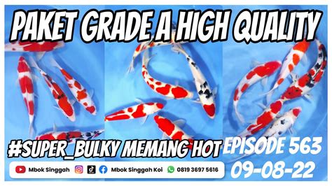 Memang High Class Paket Ikan Koi Grade A Dan High Quality Mbok