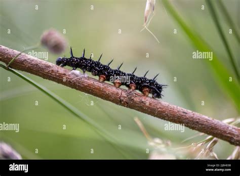 Gran oruga negra con puntos blancos tentáculos negros y pies naranjas