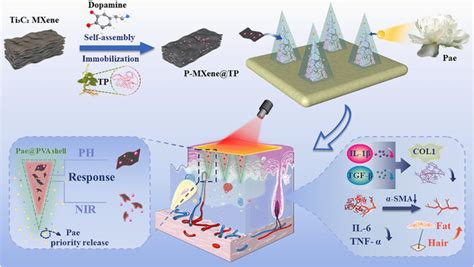 Schematic Illustrations Of Multiresponse Coreshell Mns Loaded With Tp