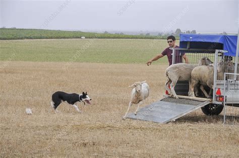 Sheepdog herding sheep - Stock Image - C042/9368 - Science Photo Library