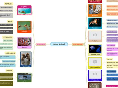 Reino Animal Mind Map