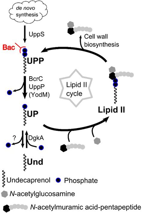 Frontiers The Essential UPP Phosphatase Pair BcrC And UppP Connects