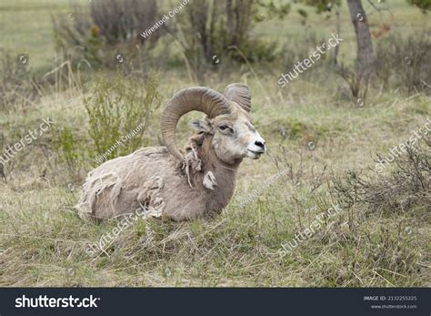 18 Sierra Nevada Bighorn Sheep Images, Stock Photos & Vectors | Shutterstock