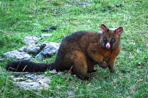 Possum Nz Stock Photos, Pictures & Royalty-Free Images - iStock