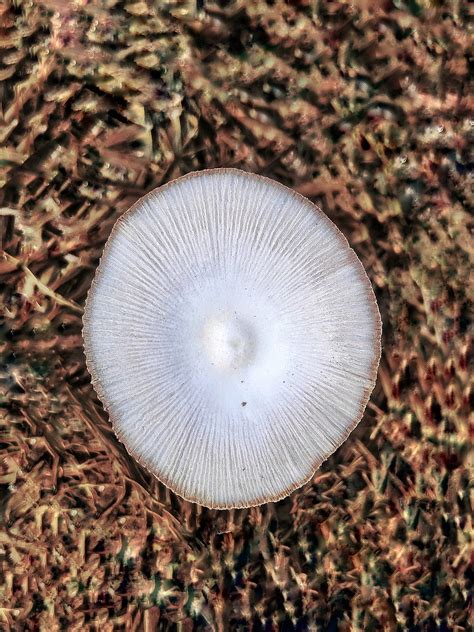 mushroom fungi fungus  photo  pixabay pixabay