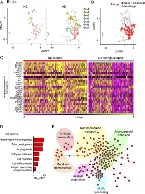 An Endothelial Cell Subpopulation Associated With Enhanced Angiogenesis Download Scientific