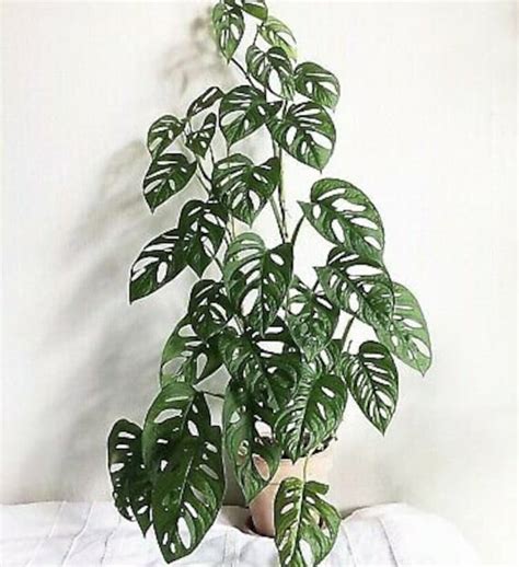 Monstera Swiss Cheese Adansonii Vine Houseplants Live Plant In Pot