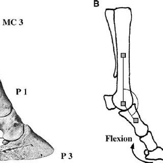 Anatomy of the distal forelimb of the horse. (a) The fetlock joint is ...