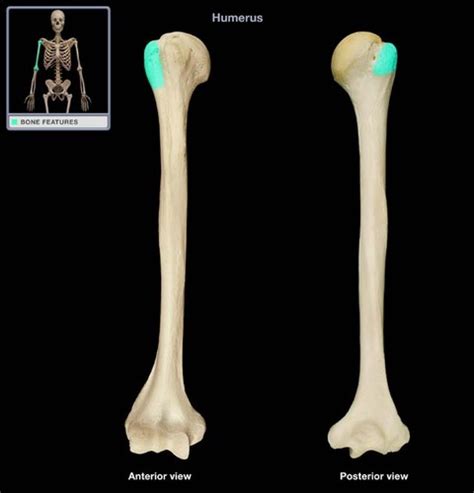 Axial Skeleton Pt 1 Flashcards Quizlet