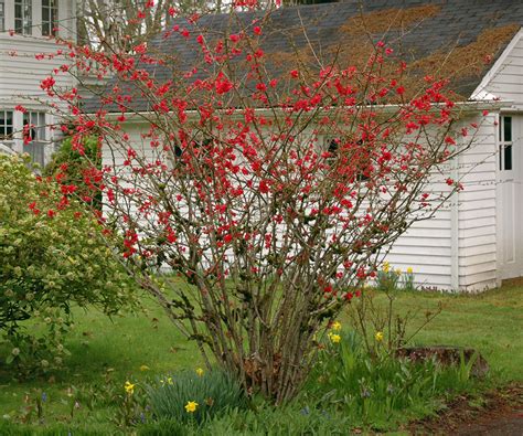 Chaenomeles speciosa | Landscape Plants | Oregon State University