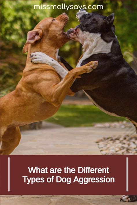 types  dog aggression  molly