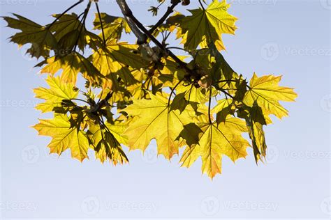 maple leaves, close up 9701178 Stock Photo at Vecteezy