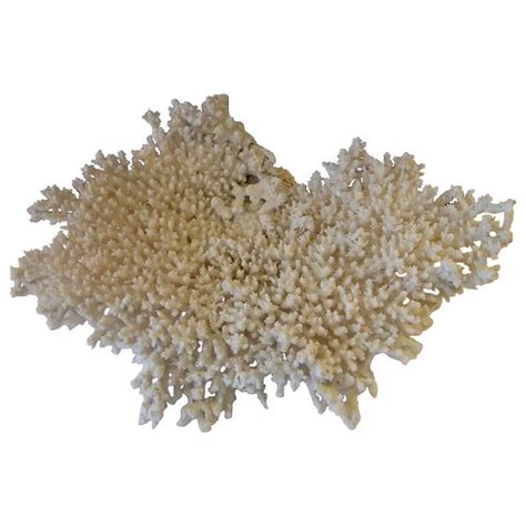 Coral Sculpture at 1stdibs